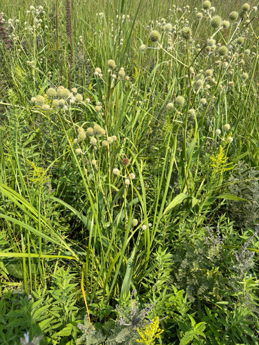 rattlesnake master