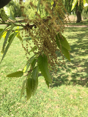 Quercus castaneifolia
