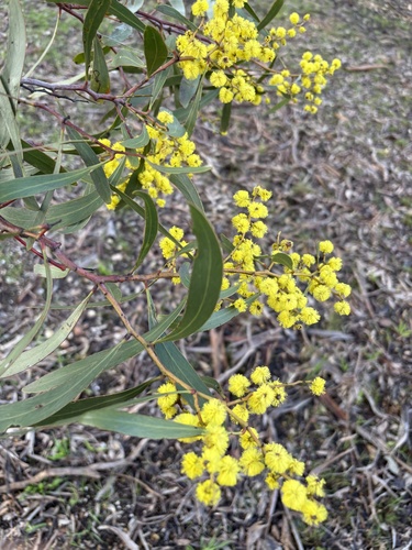 Golden Wattle