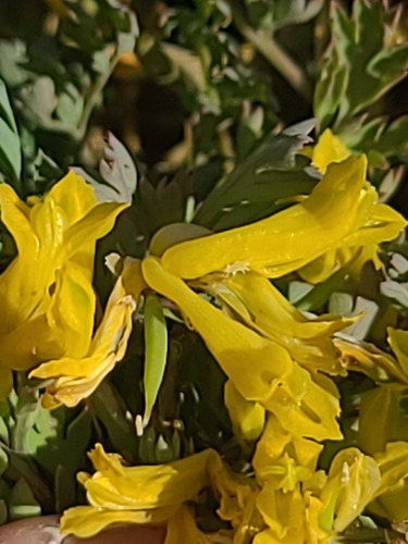 Corydalis aurea, photograph 3