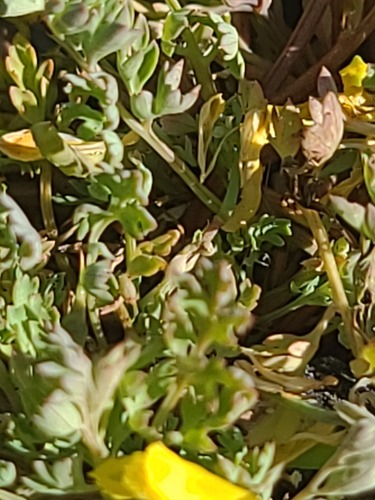 Corydalis aurea, photograph 4