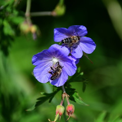 Apis mellifera