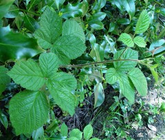 Rubus dasyphyllus