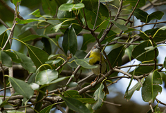Apalis flavida