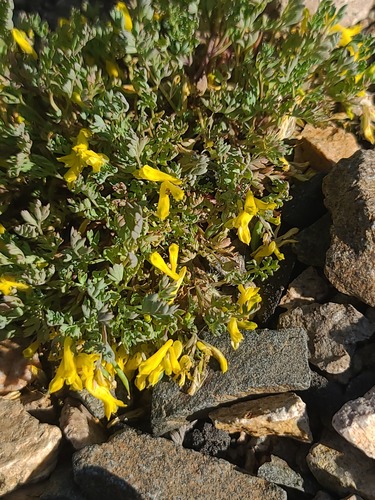 Corydalis aurea, photograph 5