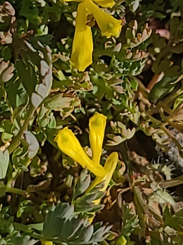 Corydalis aurea, photograph 6