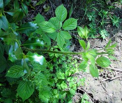 Rubus dasyphyllus