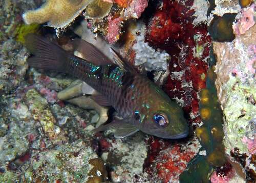 Pristicon trimaculatus observed 2026-07-13