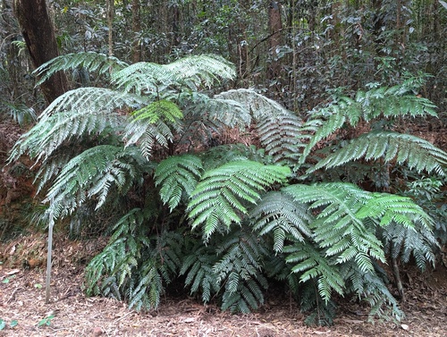 Gymnosphaera rebeccae observed 2026-08-07