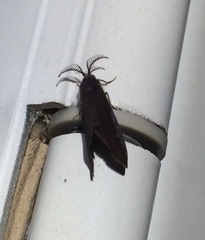 Cryptothelea gloverii