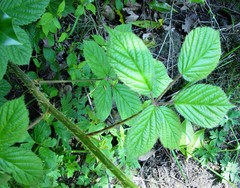 Rubus dasyphyllus