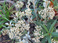 Syncarpha milleflora