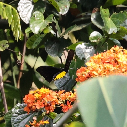 Common Birdwing