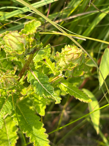 swamp lousewort