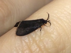 Cryptothelea gloverii