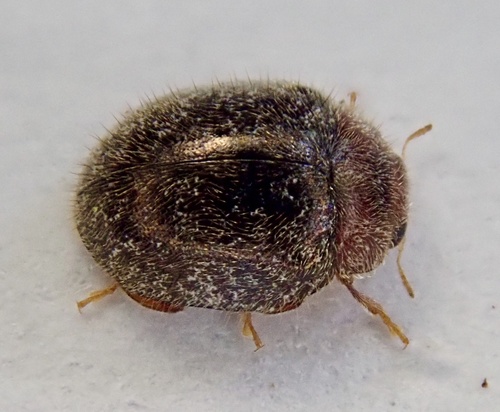 Scale-eating ladybird beetle