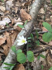 Jeffersonia diphylla