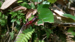 Baryrhynchus poweri