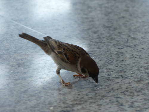 Eurasian Tree Sparrow