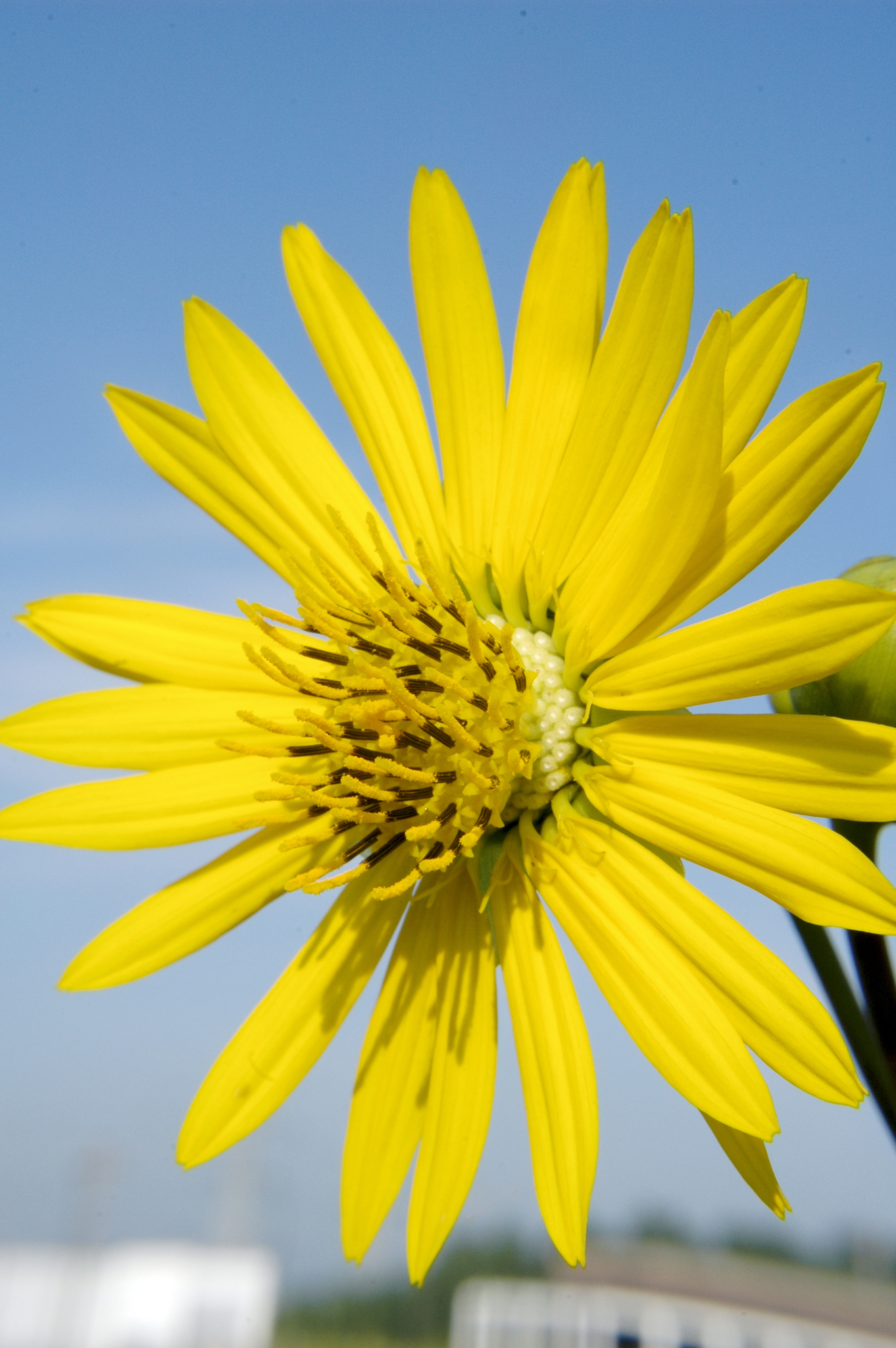 Silphium