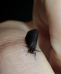 Cryptothelea gloverii