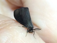 Cryptothelea gloverii