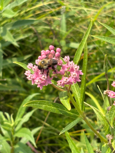 Brown-belted Bumble Bee