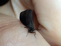 Cryptothelea gloverii