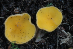 Cheilymenia vitellina