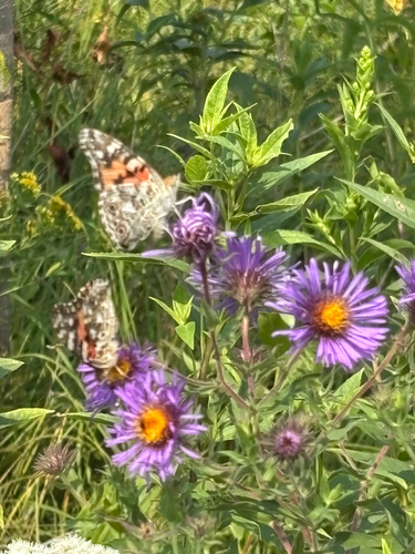 New England aster