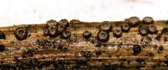 Trichopezizella barbata