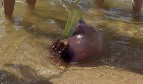Flame Jelly