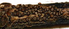 Trichopezizella barbata
