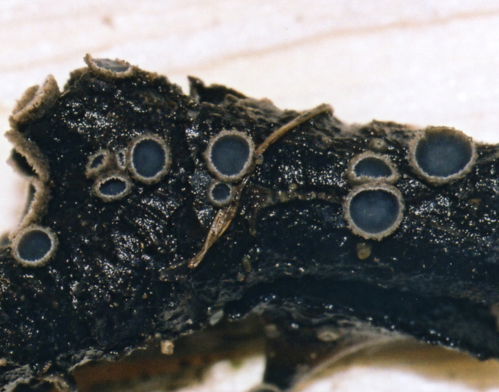 Tapesia rosae