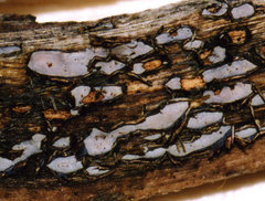 Propolis versicolor