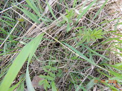 Filipendula stepposa