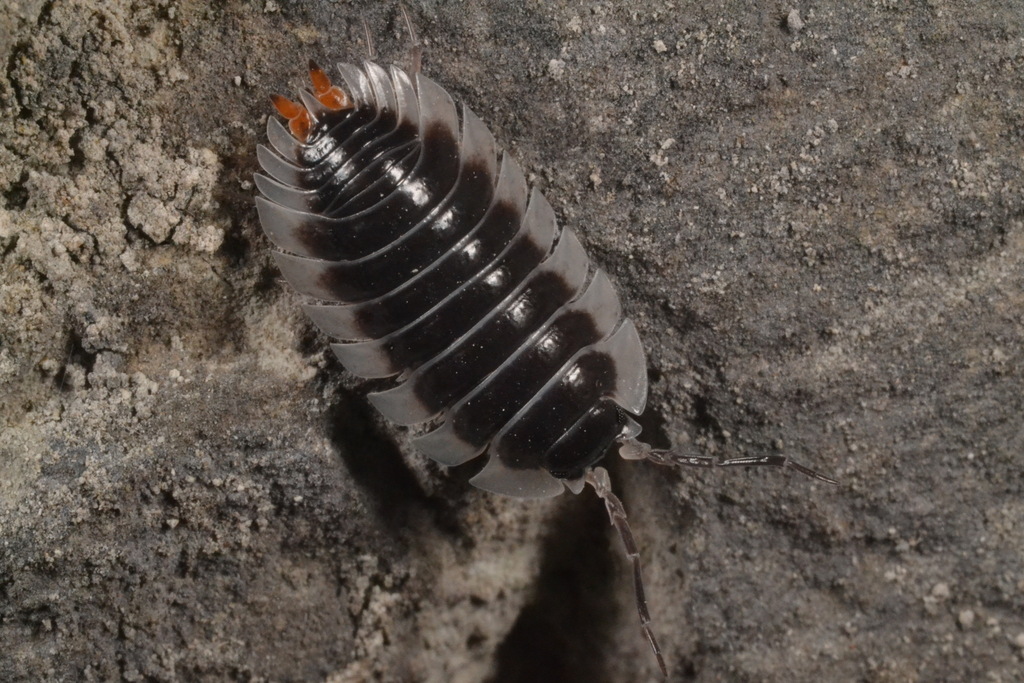 Porcellio narentanus