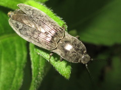 Actenicerus infirmus