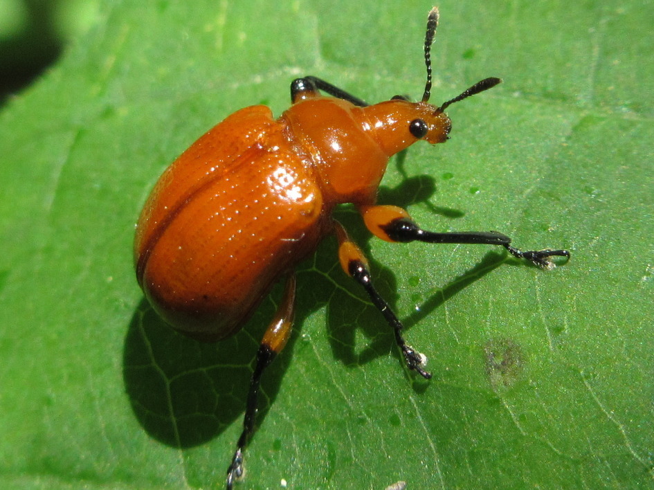 Henicolabus giganteus