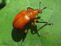 Henicolabus giganteus