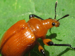 Henicolabus giganteus
