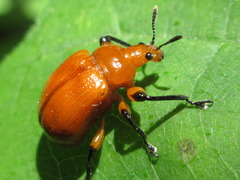 Henicolabus giganteus