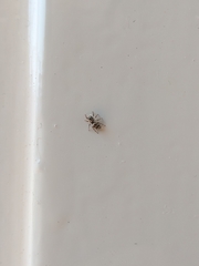 Salticus scenicus