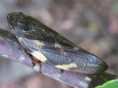 Takagia lugubris