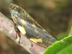 Takagia lugubris