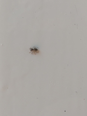 Salticus scenicus
