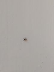 Salticus scenicus