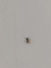 Salticus scenicus