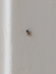 Salticus scenicus