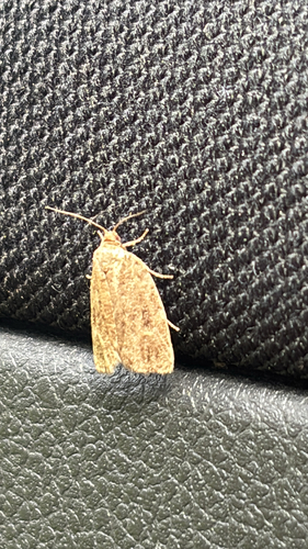 Spruce Budworm Moth